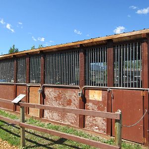 Two Exhibits: Red-Tailed Hawks