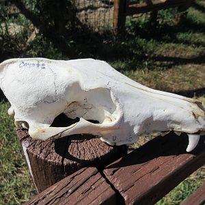 Coyote Skull