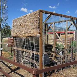 North American Porcupine Exhibit
