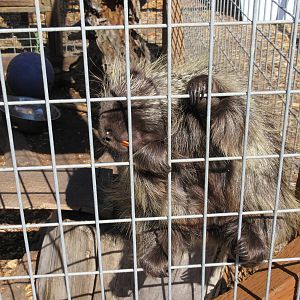 North American Porcupine - Let Me Out!