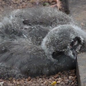 Snowy Owl chick, 15 July 2015