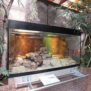 Enclosure for Schneider's Skink