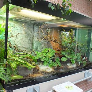 Enclosure for Red-tailed Ratsnake