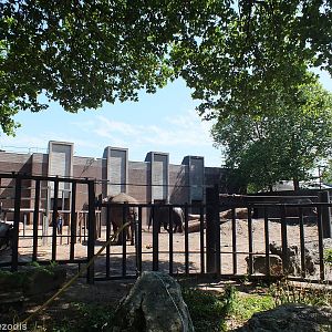 Elephant Outdoor Area