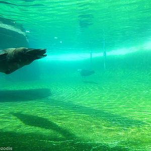 California Sea Lion Pool