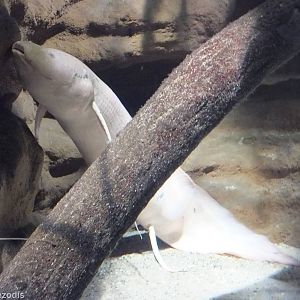 Albino African Lungfish