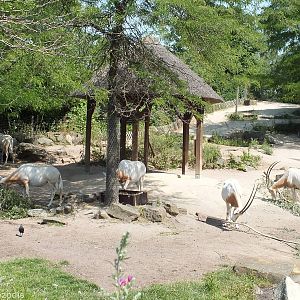 Enclosure for Scimitar-horned Oryx