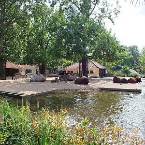 Domestic Hoofstock Paddock by the entrance