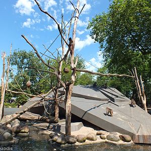 Japanese Macaque Enclosure