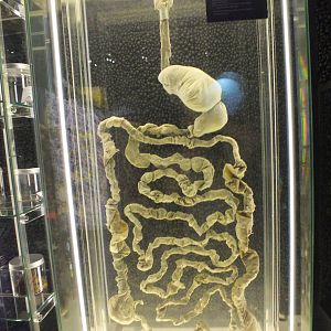 Human Digestive System Display - Micropia