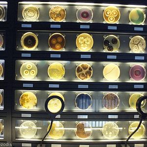 Part of a long wall of Petri Dishes- Micropia