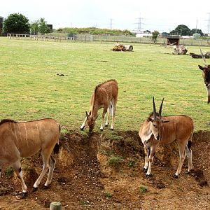 Eland family. 12-7-15