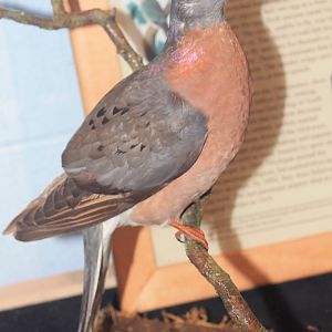 Passenger Pigeon