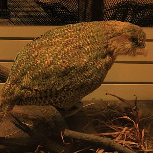 Kakapo