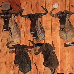 5 Taxa of Wildebeest