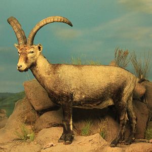 Pyrenean Ibex