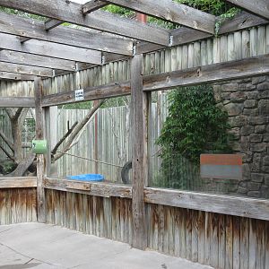 Raccoon Exhibit