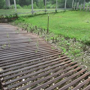 American Bison/Mule Deer Exhibit - Standoff Barrier