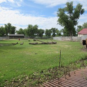 American Bison/Mule Deer Exhibit