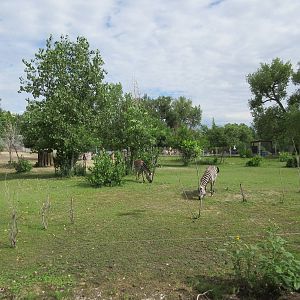 Grant's Zebra Exhibit