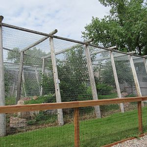Eurasian Lynx Exhibit