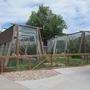 Black Panther + Eurasian Lynx Exhibits