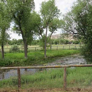 Waterbuck Exhibit (currently empty?)