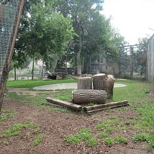 Amur Tiger Exhibit (via indoor viewing area)