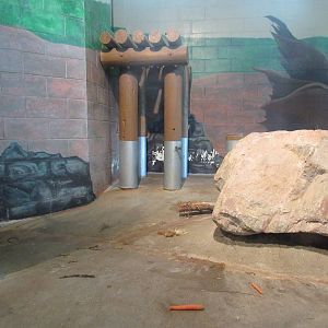 African Crested Porcupine Exhibit