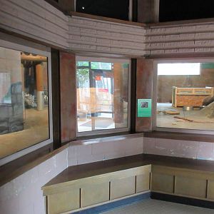 African Crested Porcupine Exhibits