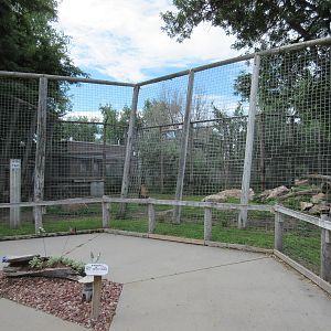 Amur Tiger Exhibit