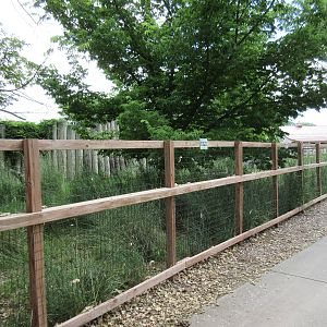Reeves' Muntjac Exhibit