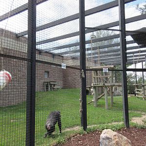 Chimpanzee Exhibit