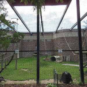 Chimpanzee Exhibit