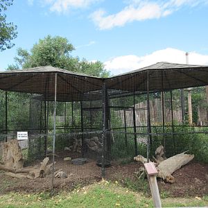 American Badger Exhibit