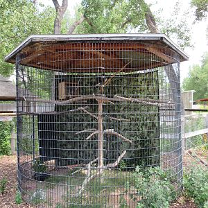 Rough-Legged Hawk Exhibit