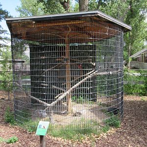 Swainson's Hawk Exhibit
