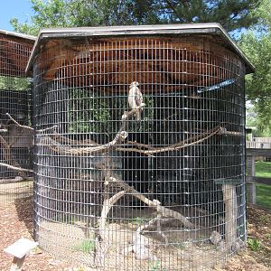 Red-Tailed Hawk Exhibit