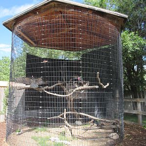 Turkey Vulture Exhibit