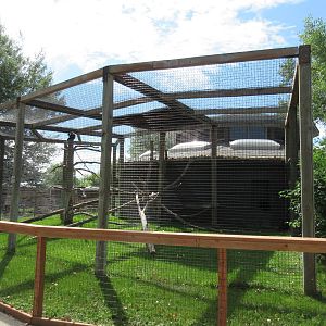 Spider Monkey Exhibit #1