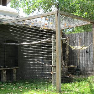 Spider Monkey Exhibit #2 (ex-pet monkey lives solo)