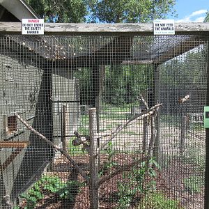 Golden-Headed Lion Tamarin Exhibit
