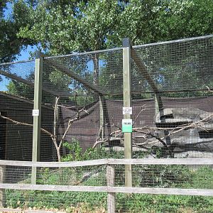 Waldrapp Ibis Exhibit