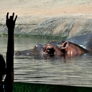 Hippopotamus Exhibit