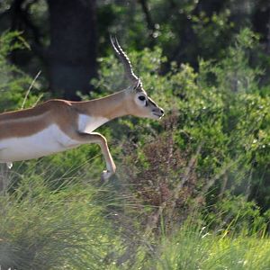 Blackbuck - Texas