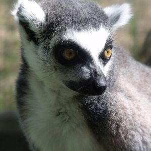 Ring tailed Lemur