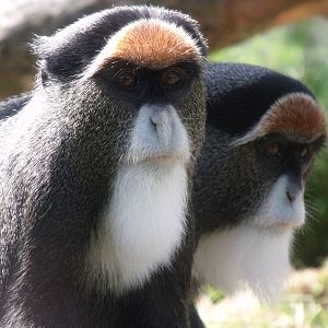 De Brazza's Monkey
