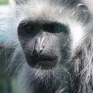 King Colobus
