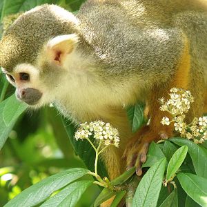 Squirrel Monkey
