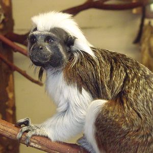 Cotton top Tamarin